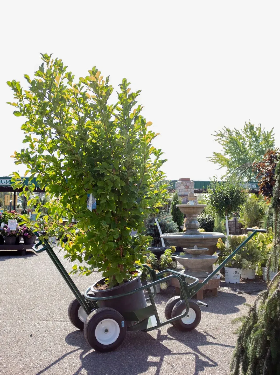  Landscaping