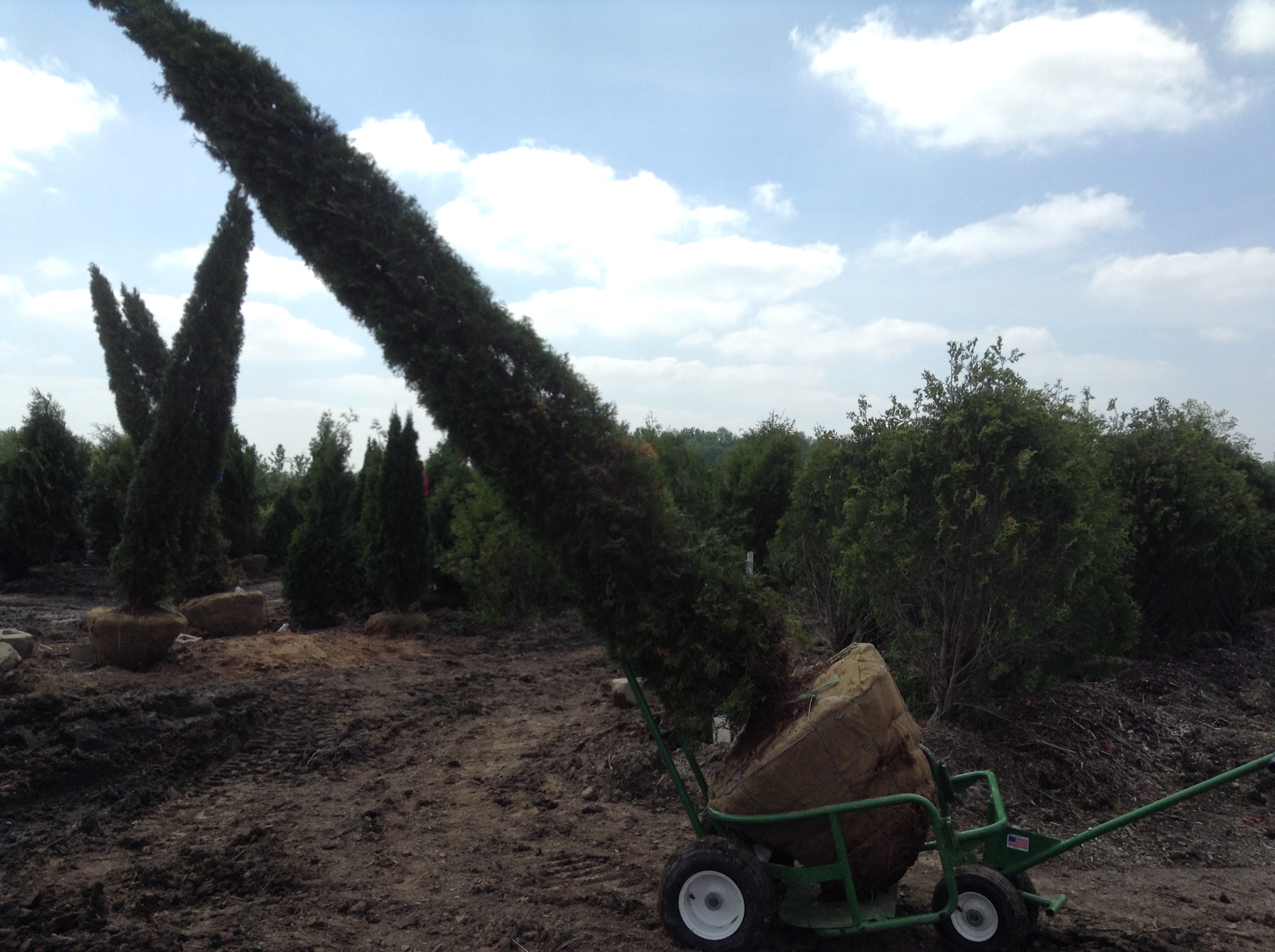 Landscaping 