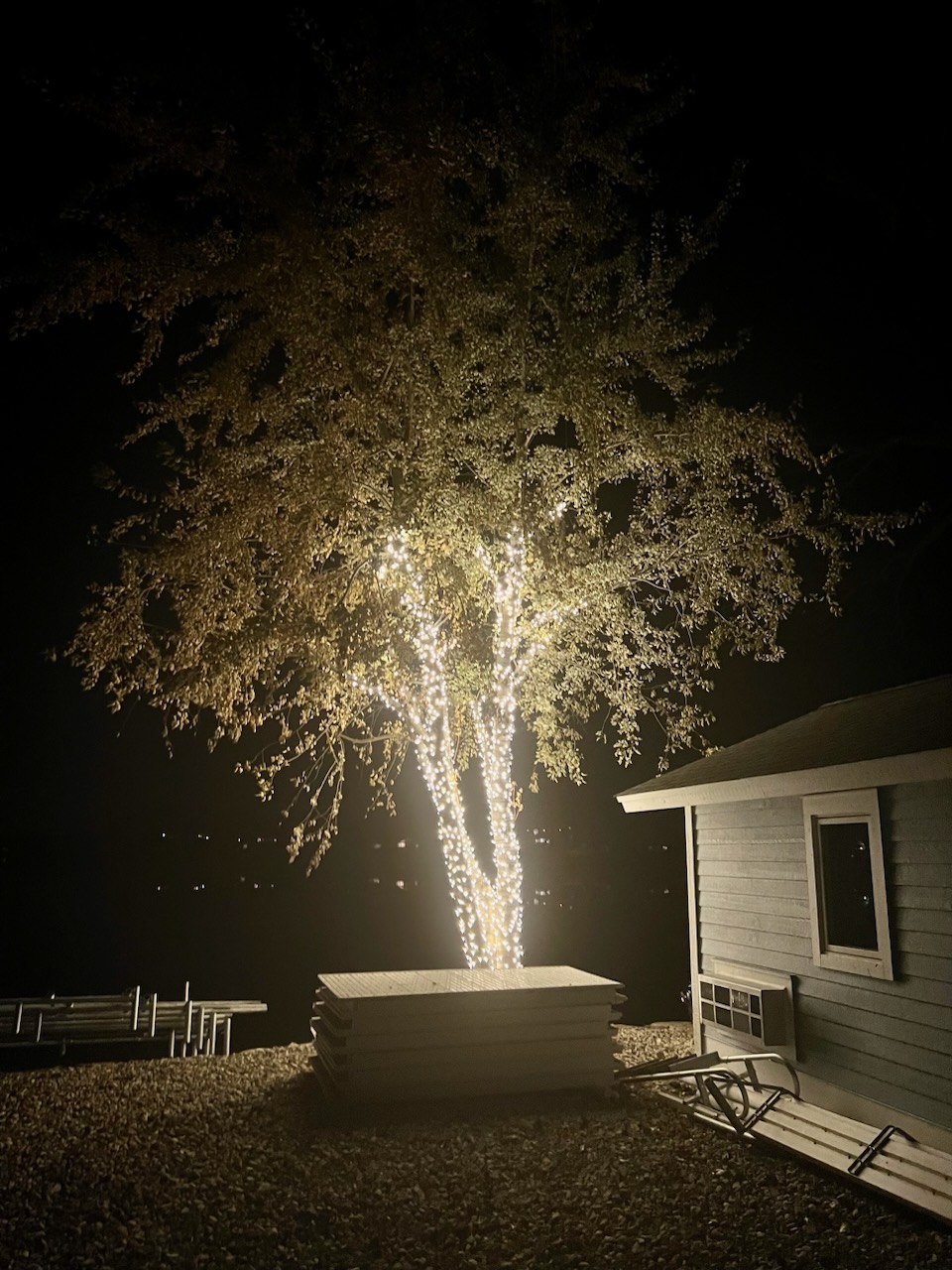 Tree trunk and branches wrapped in warm white seasonal lights