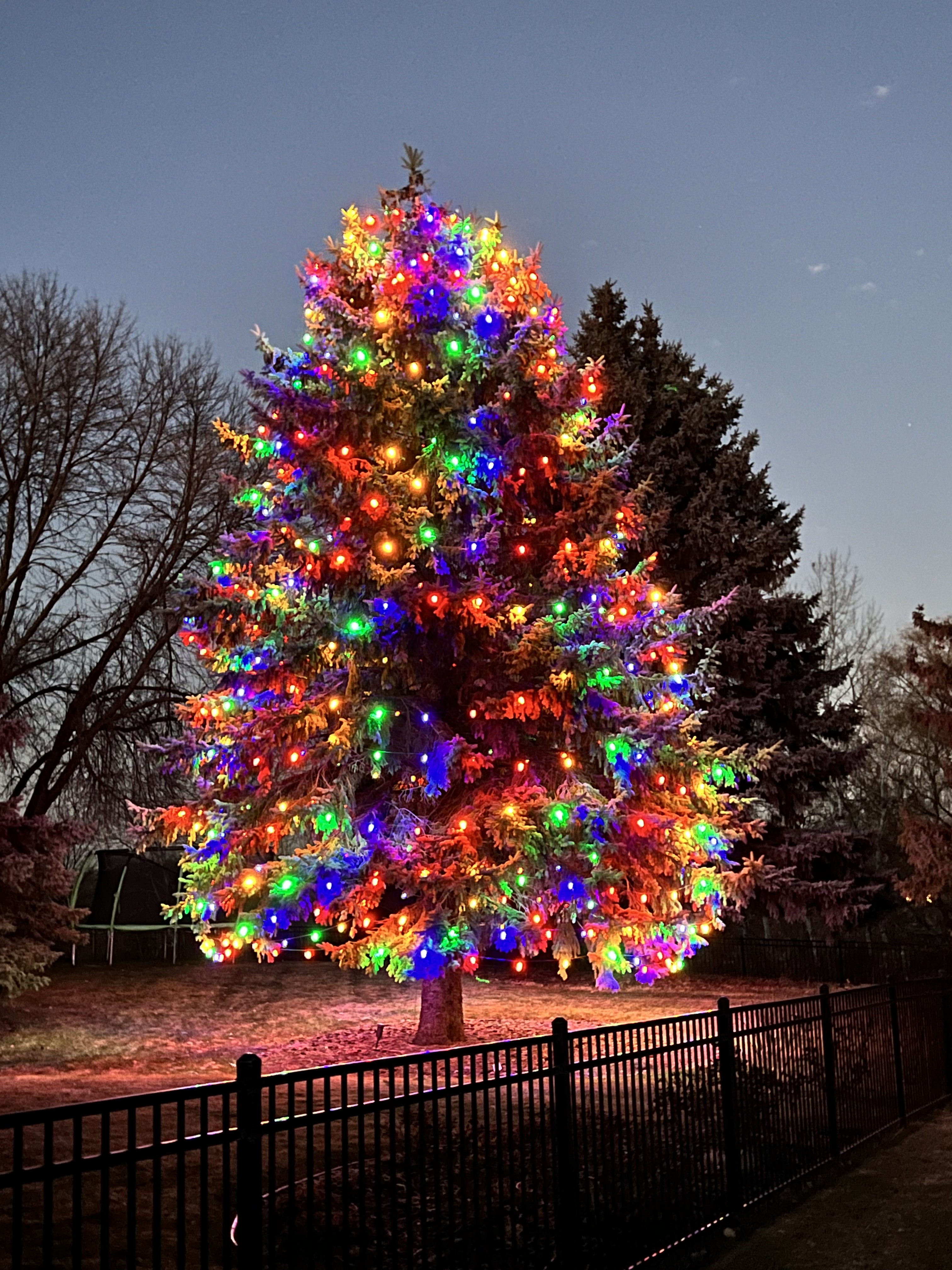 Evergreen tree decorated with multicolor Christmas lights by Light Masters