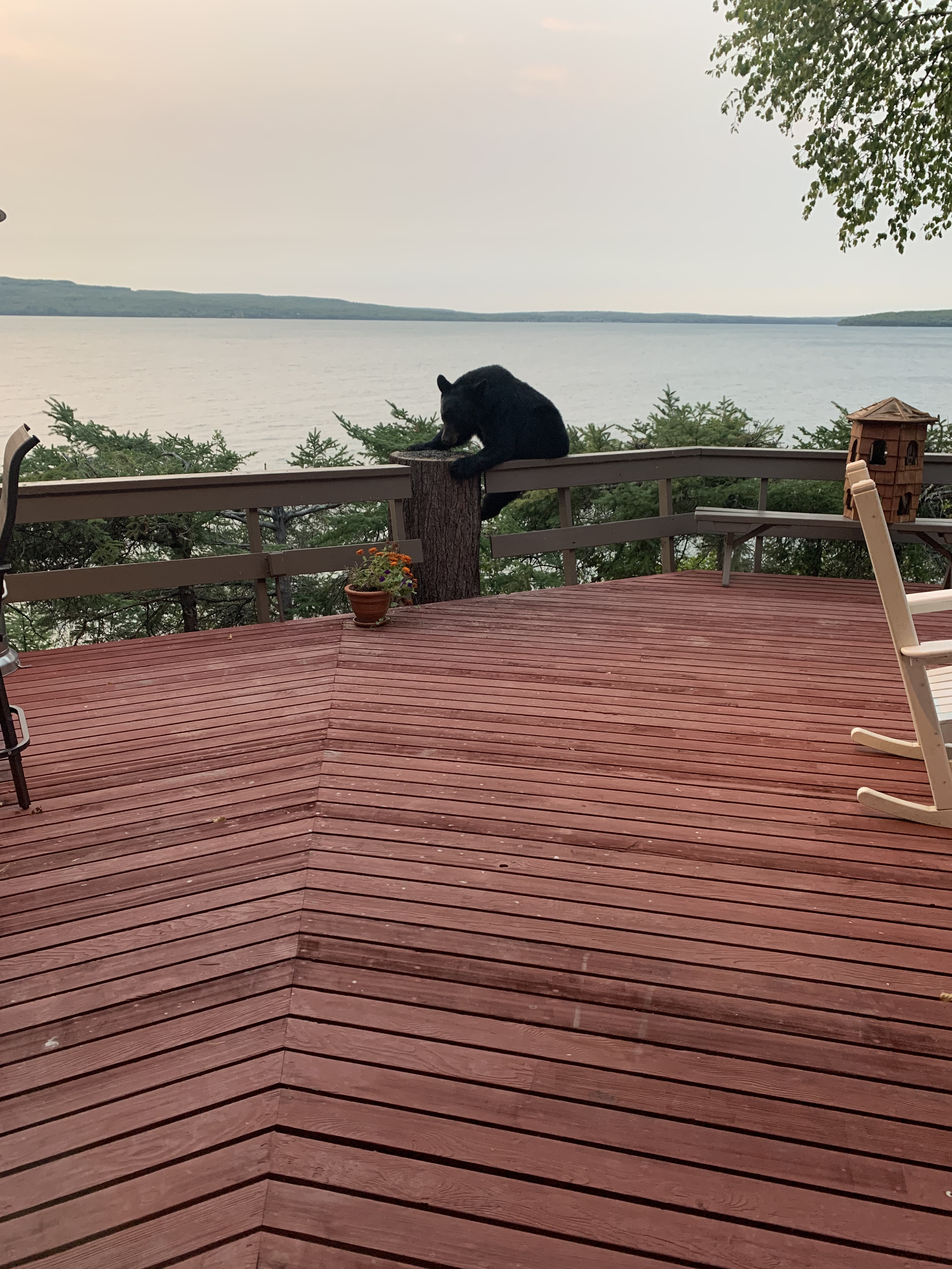 Bear climbing on deck railing