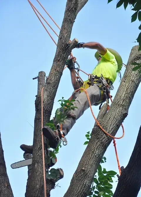Professional cutting down a large tree with chainsaw — Mountlake Terrace Tree Service provides safe and efficient tree removal for hazardous or unwanted trees.