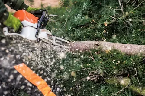 Arborist cutting tree limbs with chainsaw during clearing work — Mountlake Terrace Tree Service specializes in precision tree cutting for property maintenance and safety.  Would you like me to also generate SEO-friendly filenames to match (e.g., tree-trimming-mou
