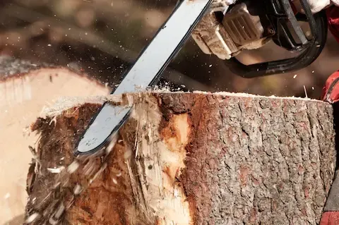 Close-up of an arborist cutting through a large tree trunk with a chainsaw — Mountlake Terrace Tree Service provides expert arborist consultations and professional advice on tree health, safety, and maintenance.