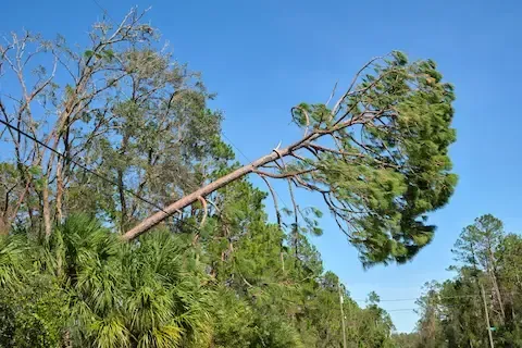 Leaning tree threatening power lines after a storm — Mountlake Terrace Tree Service offers 24/7 emergency tree removal for fallen or dangerous trees.