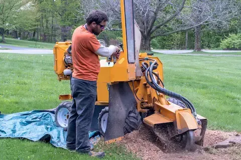 Worker operating stump grinder to remove a tree stump — Mountlake Terrace Tree Service offers complete stump grinding and removal services for clean, safe landscapes.