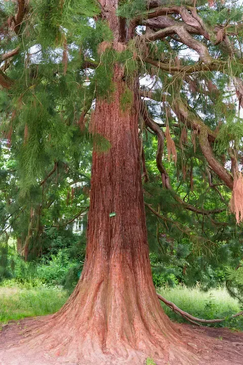 Massive heritage tree maintained for preservation — Mountlake Terrace Tree Service specializes in heritage tree care to protect and maintain historic or landmark trees.