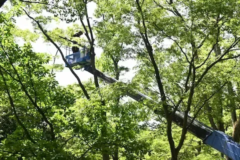 Professional arborists using a crane to safely remove large trees — Mountlake Terrace Tree Service offers crane assisted tree removal for hazardous or hard-to-reach trees.