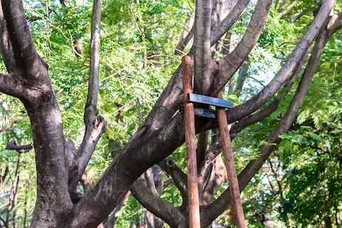 Tree bracing system supporting large tree branches to prevent breakage — Mountlake Terrace Tree Service provides expert tree bracing and cabling to strengthen weak limbs and ensure tree stability.