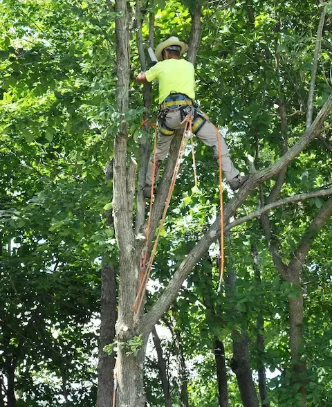 Certified arborist trimming branches at height for Oregon City Tree Service.