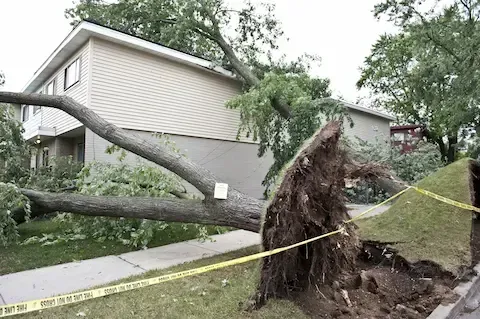 Uprooted tree near a home during emergency tree removal by Oregon City Tree Service.