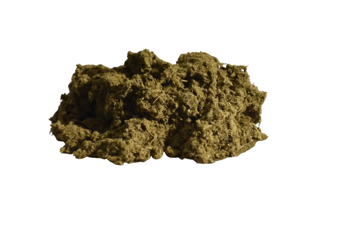 Macro botanical specimen of Live Ayahuasca Vine