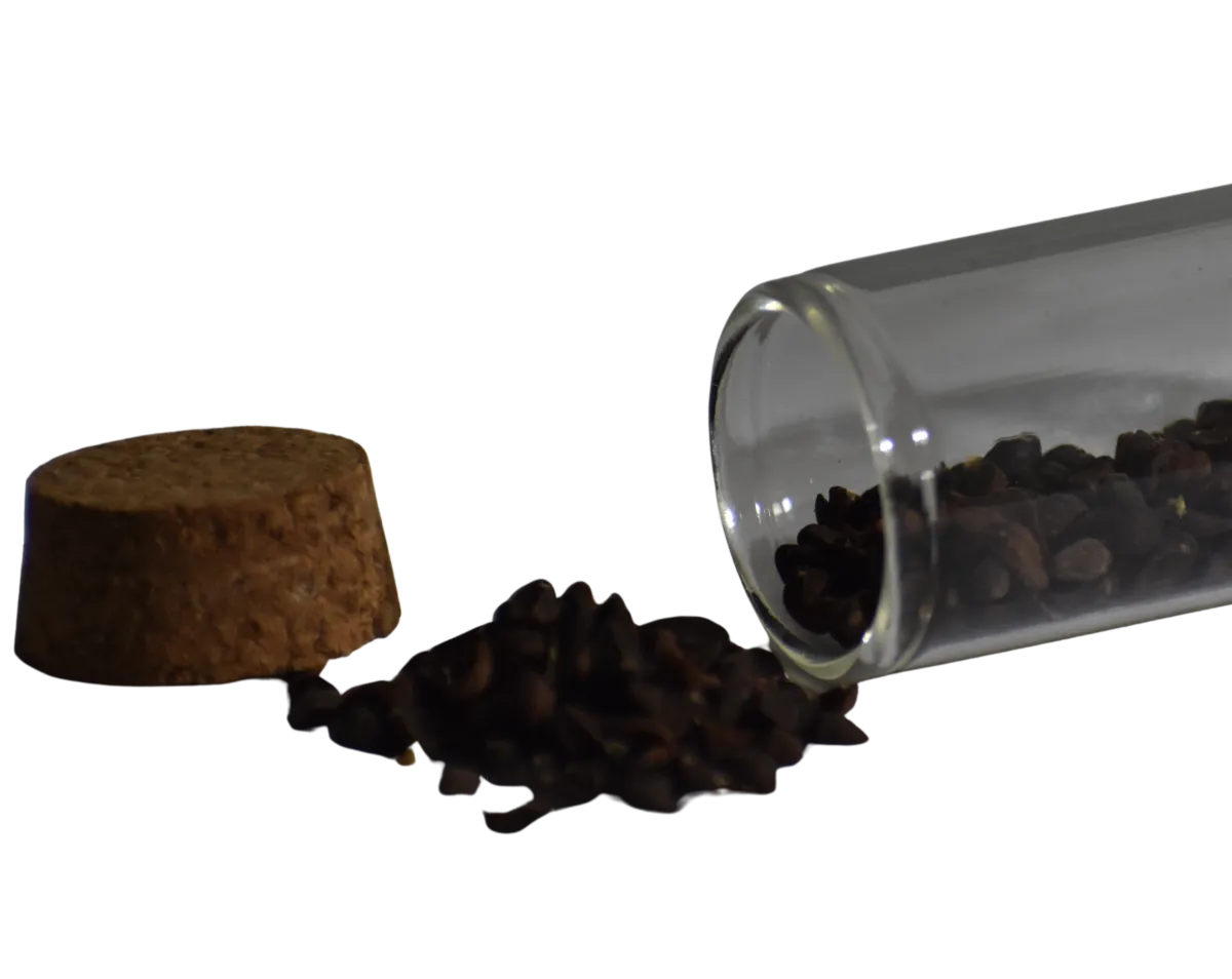 Macro botanical specimen of Ceremonial Cacao Extract