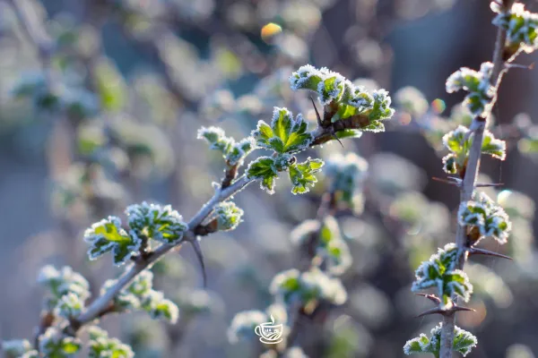 How We Protect Tea Plants from Late Frost (Without Babying the Whole Farm)