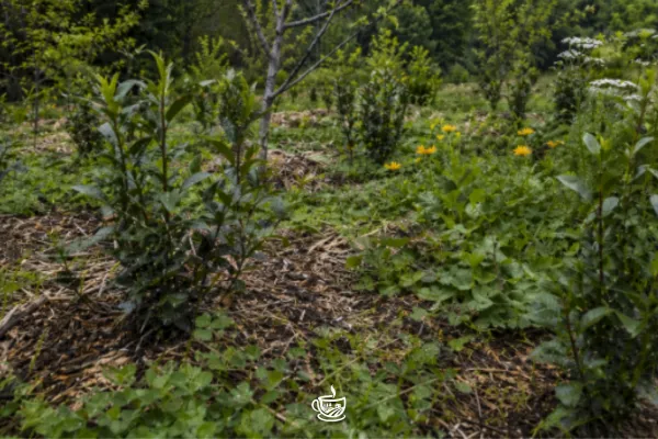 Organic vs. Regenerative: What’s the Difference?