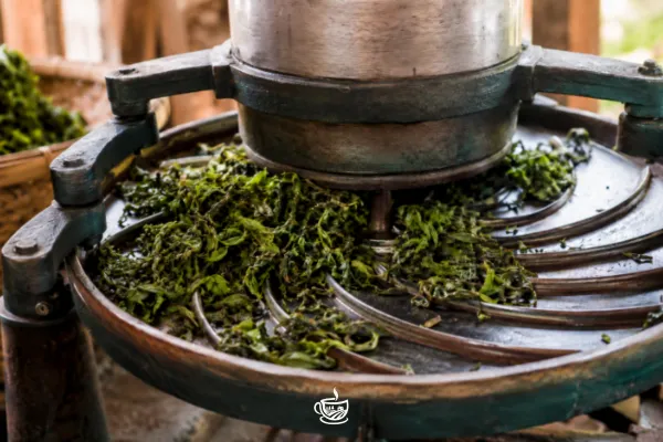 Tea 101: Black Tea for Beginners