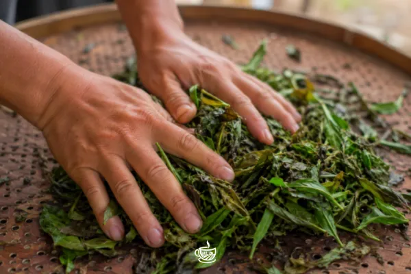 Tea 101: Black Tea for Beginners