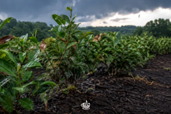 Climate Change and Tea: Real Impacts in Real Time