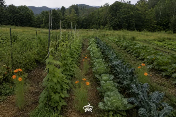 Crop Rotation Basics for Organic Growers