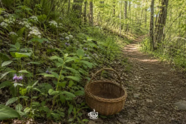 Wild Tea Foraging Laws Under Debate