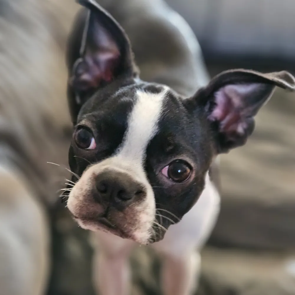 puppy grooming, Guelph, Ontario