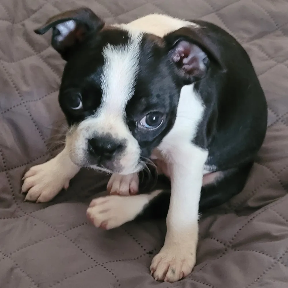 Puppy grooming, Guelph, Ontario