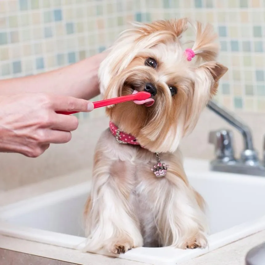 puppy teeth cleaning services, Guelph, Ontario