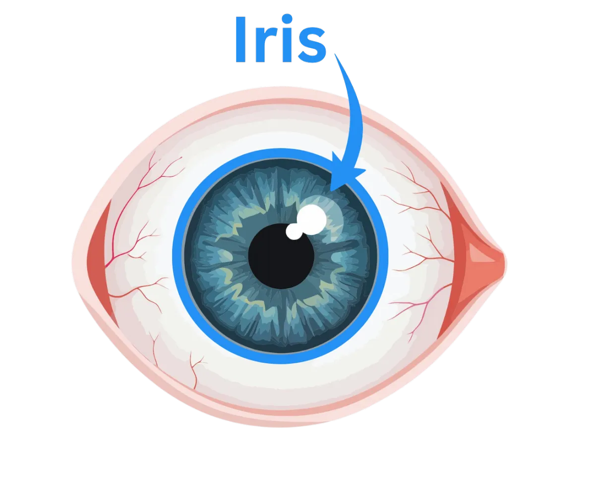 Iris image