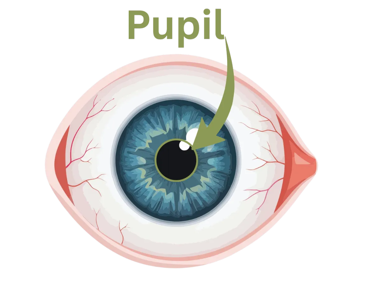 Pupil Image