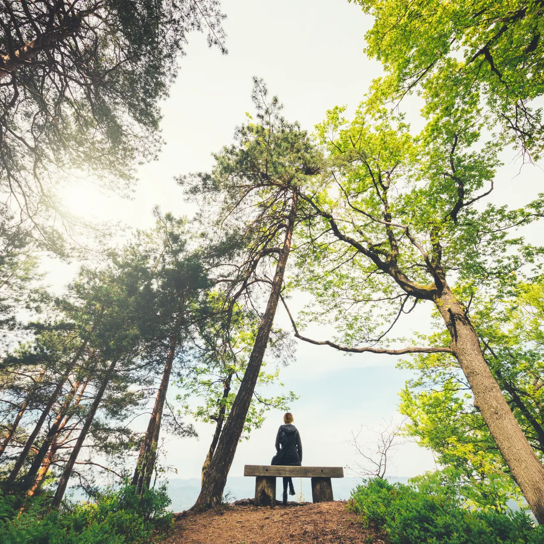 Melanie's Favourite Walking Meditation: Walking with Trees, free on Insight Timer