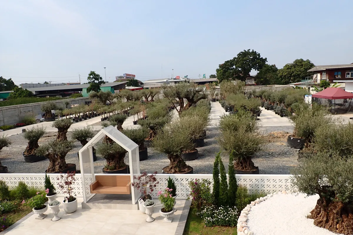century olive tree nursery