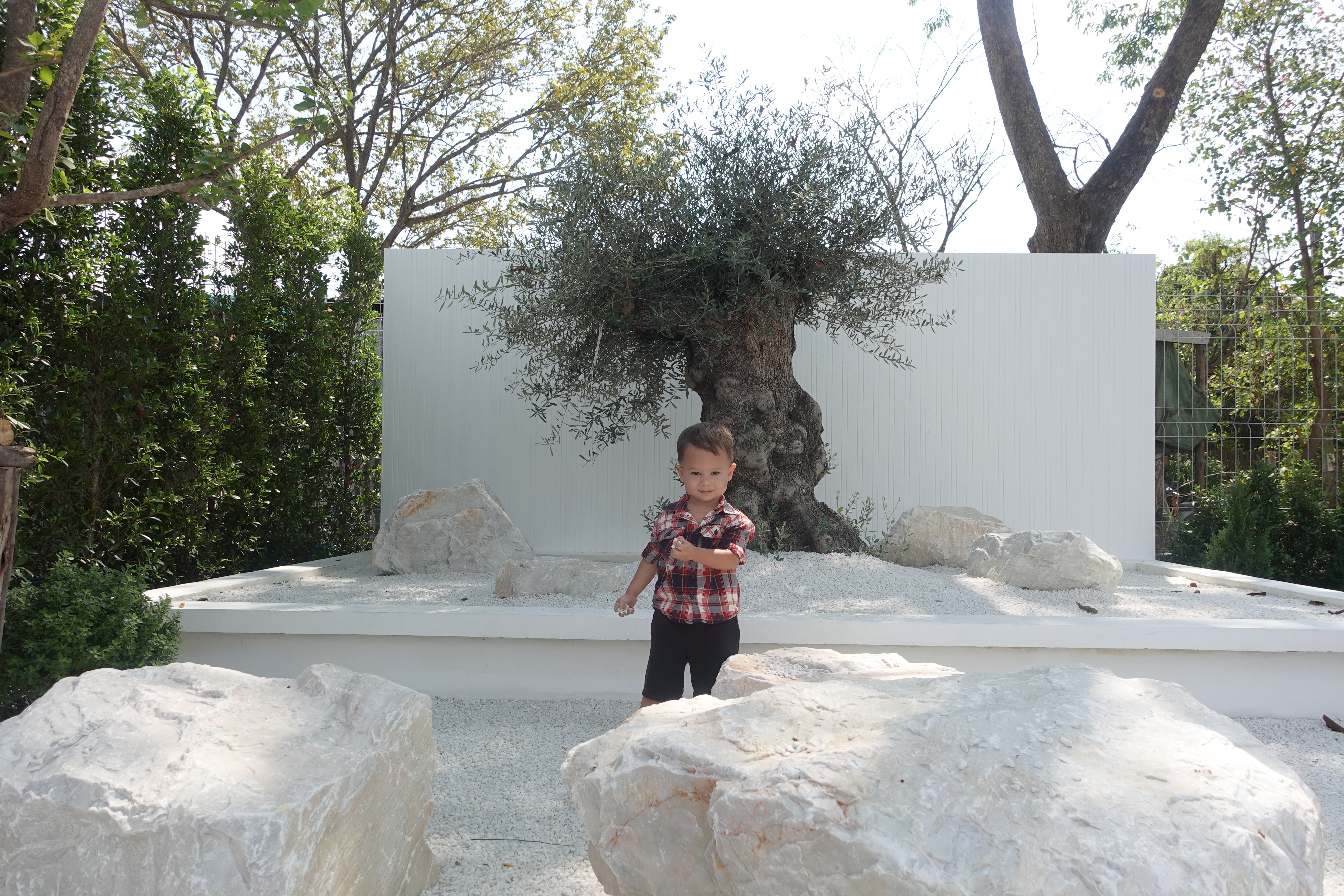 century olive tree