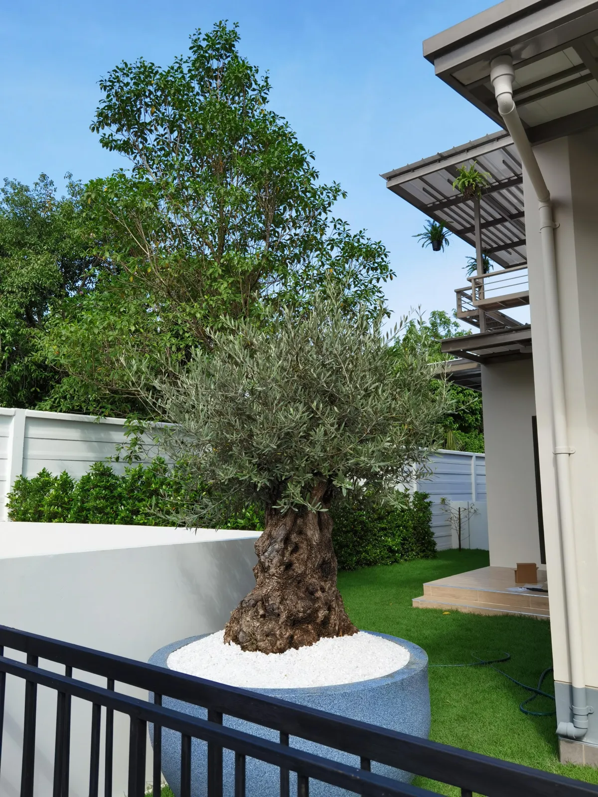 century olive tree