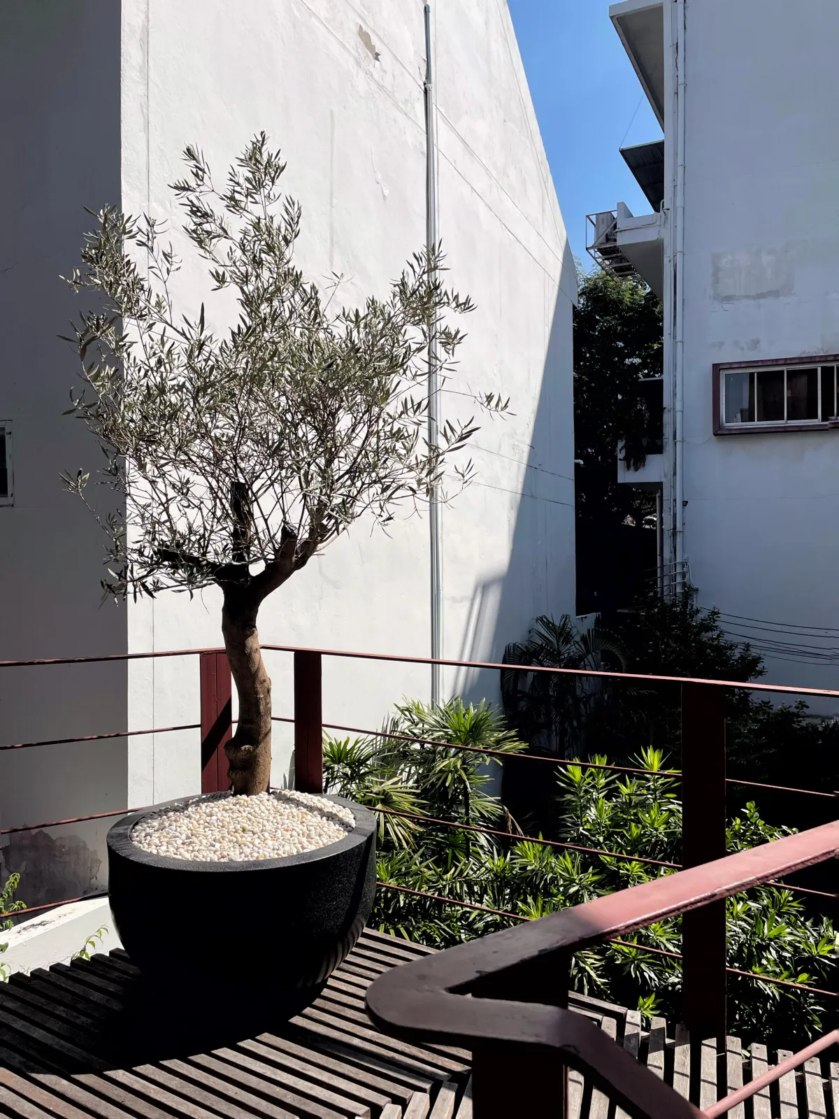 century olive tree