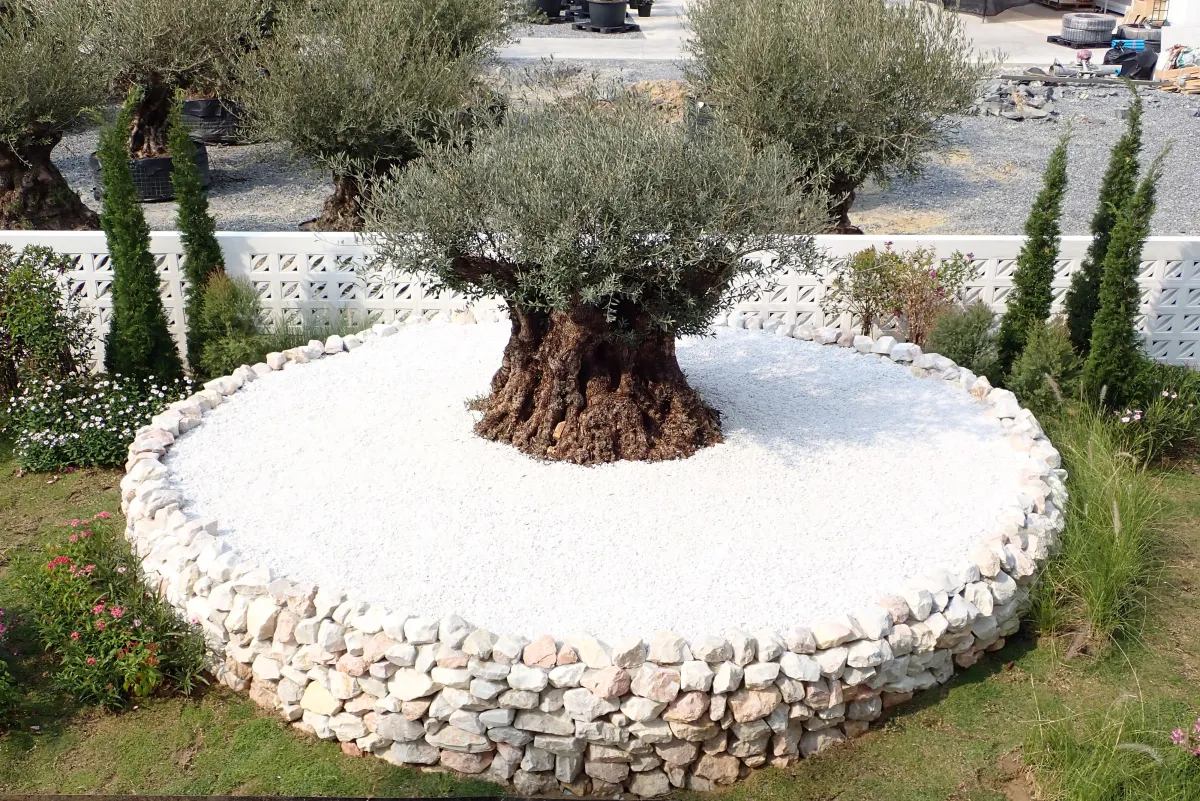 century olive tree, olive tree landscaping