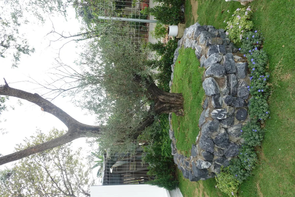 century olive tree, olive tree landscaping