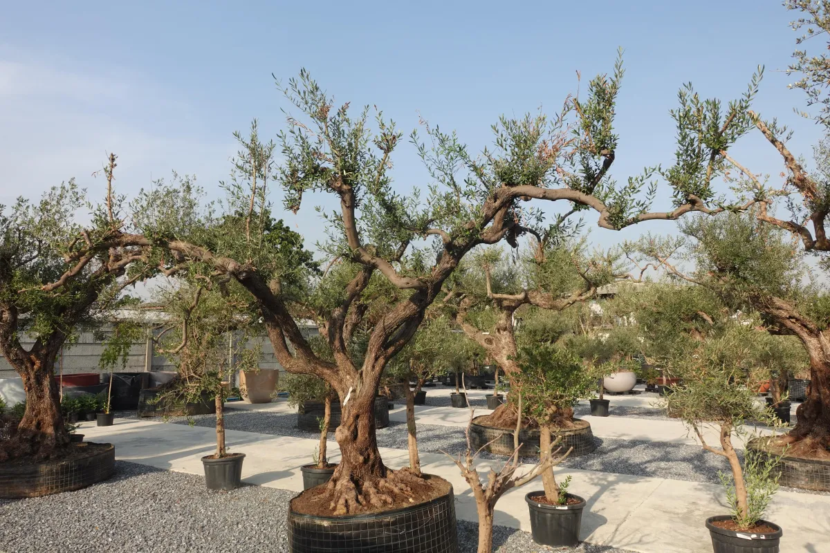 century olive tree, morrut olive tree