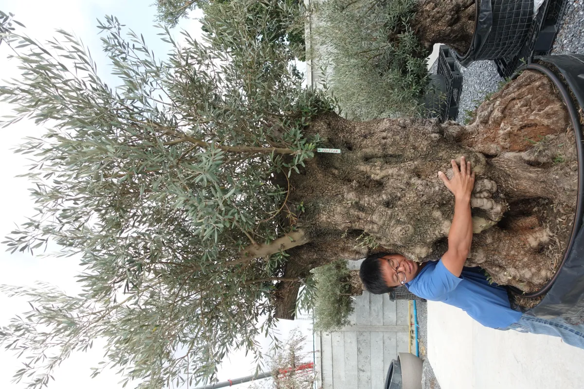 century olive tree, olive tree care