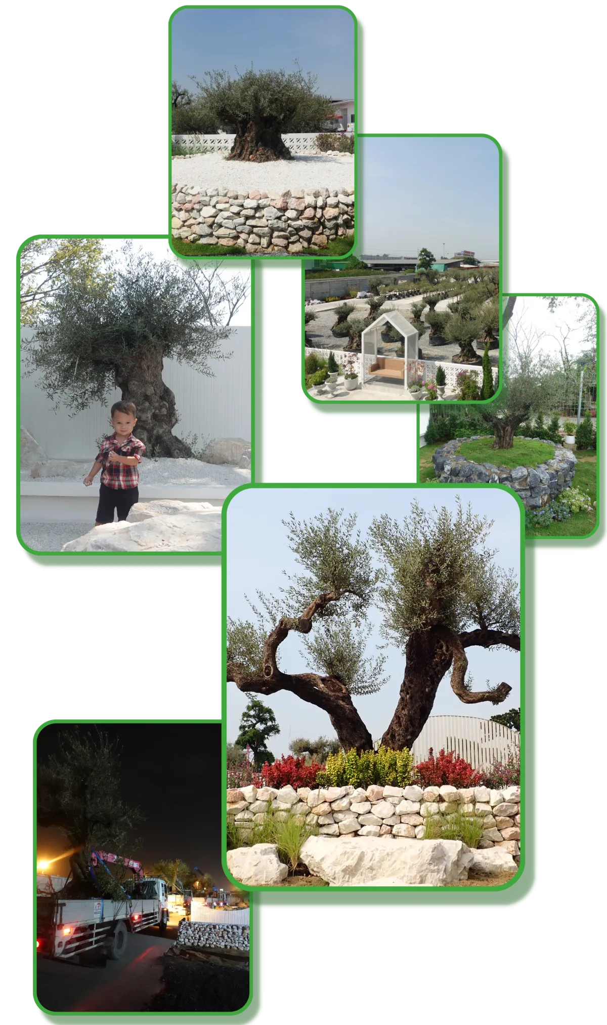 century olive tree nursery