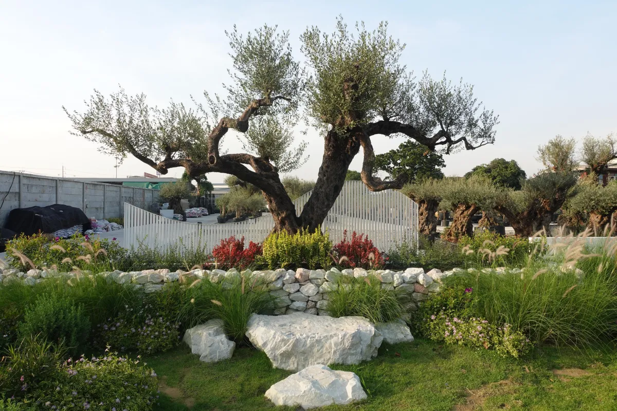 century olive tree, olive tree landscaping