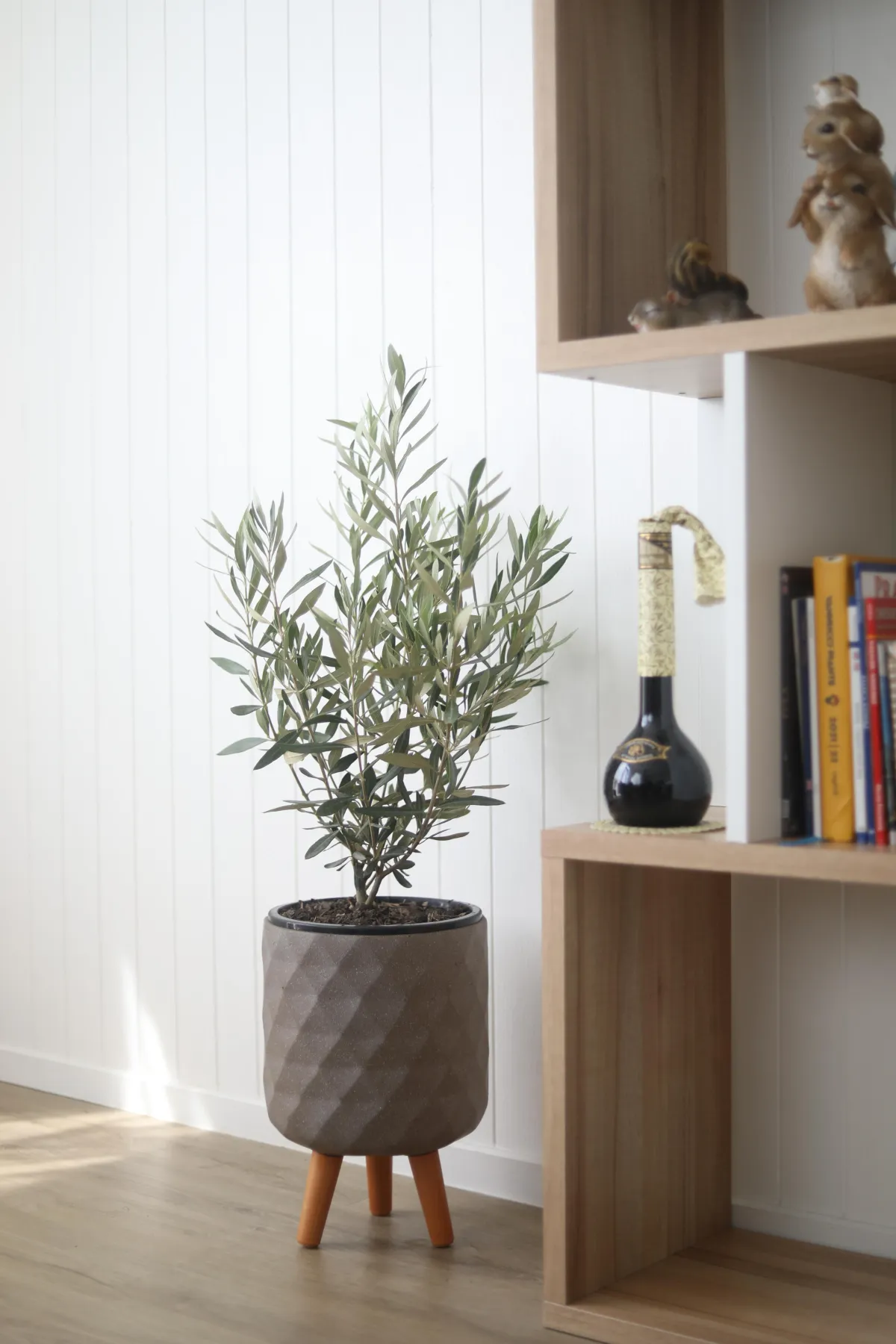 century olive tree, molteno, olive tree