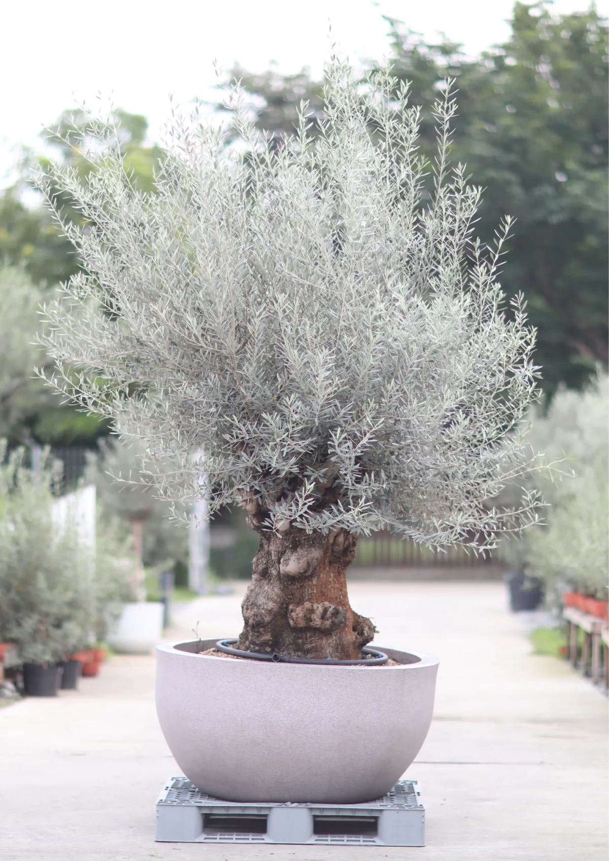 century olive tree, hojiblanca