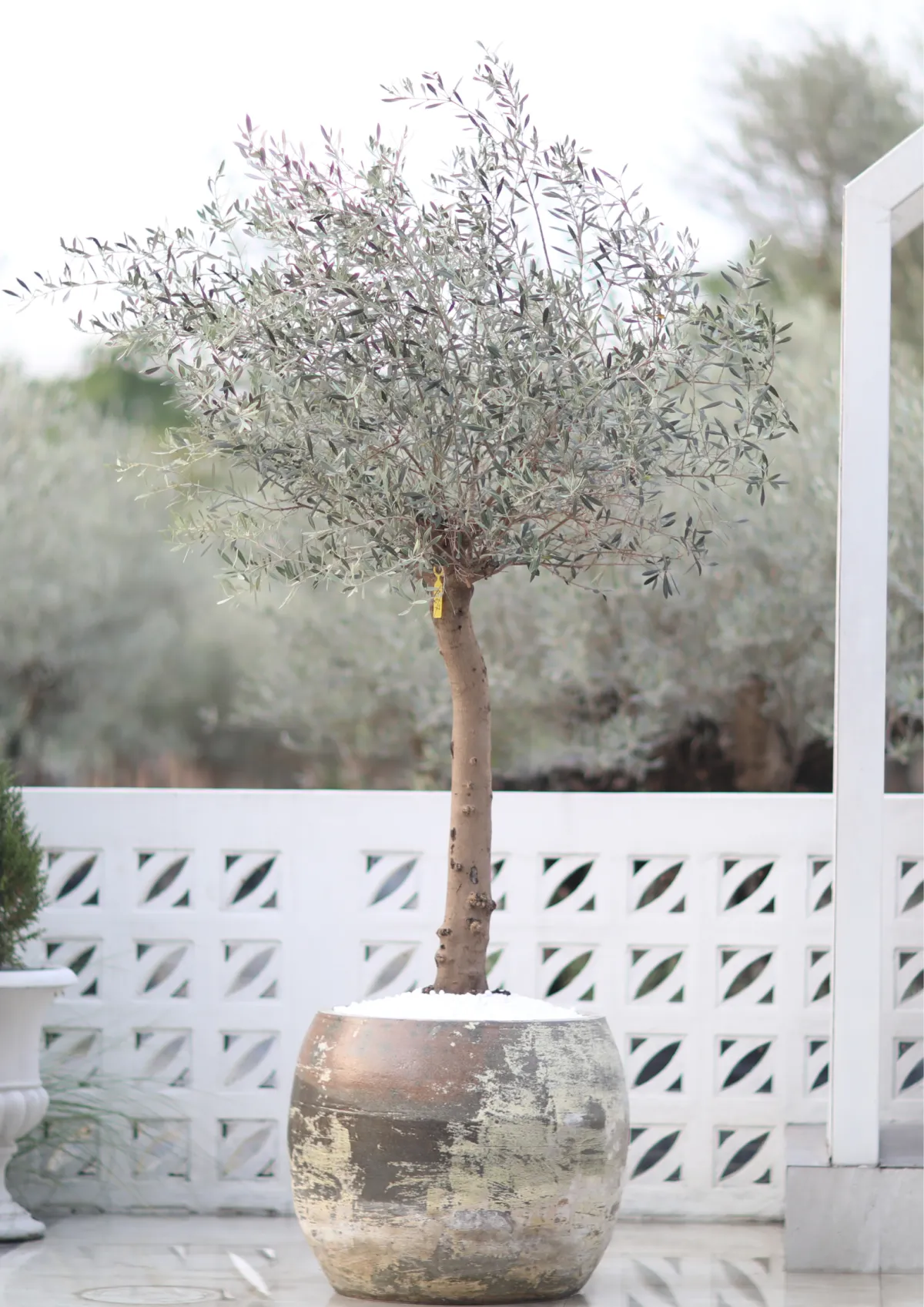 century olive tree, piel joven hojiblanca, olive tree