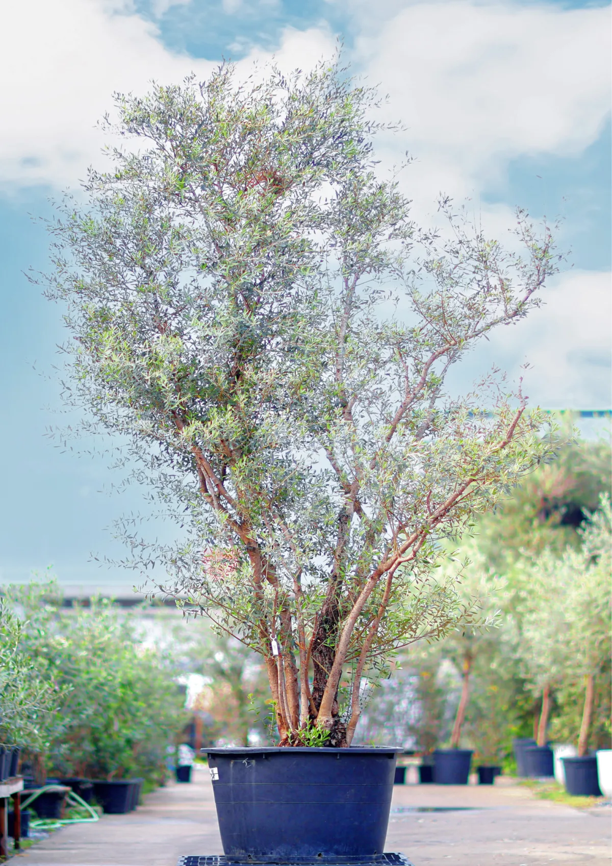 century olive tree, sylvestris olive tree