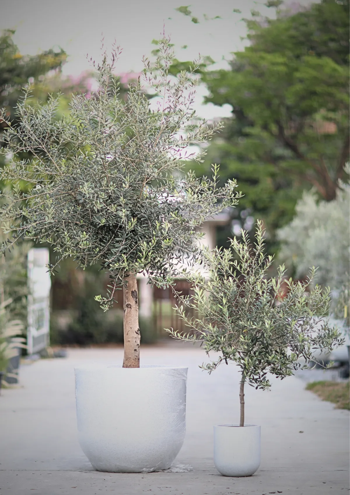 century olive tree, farga olive tree