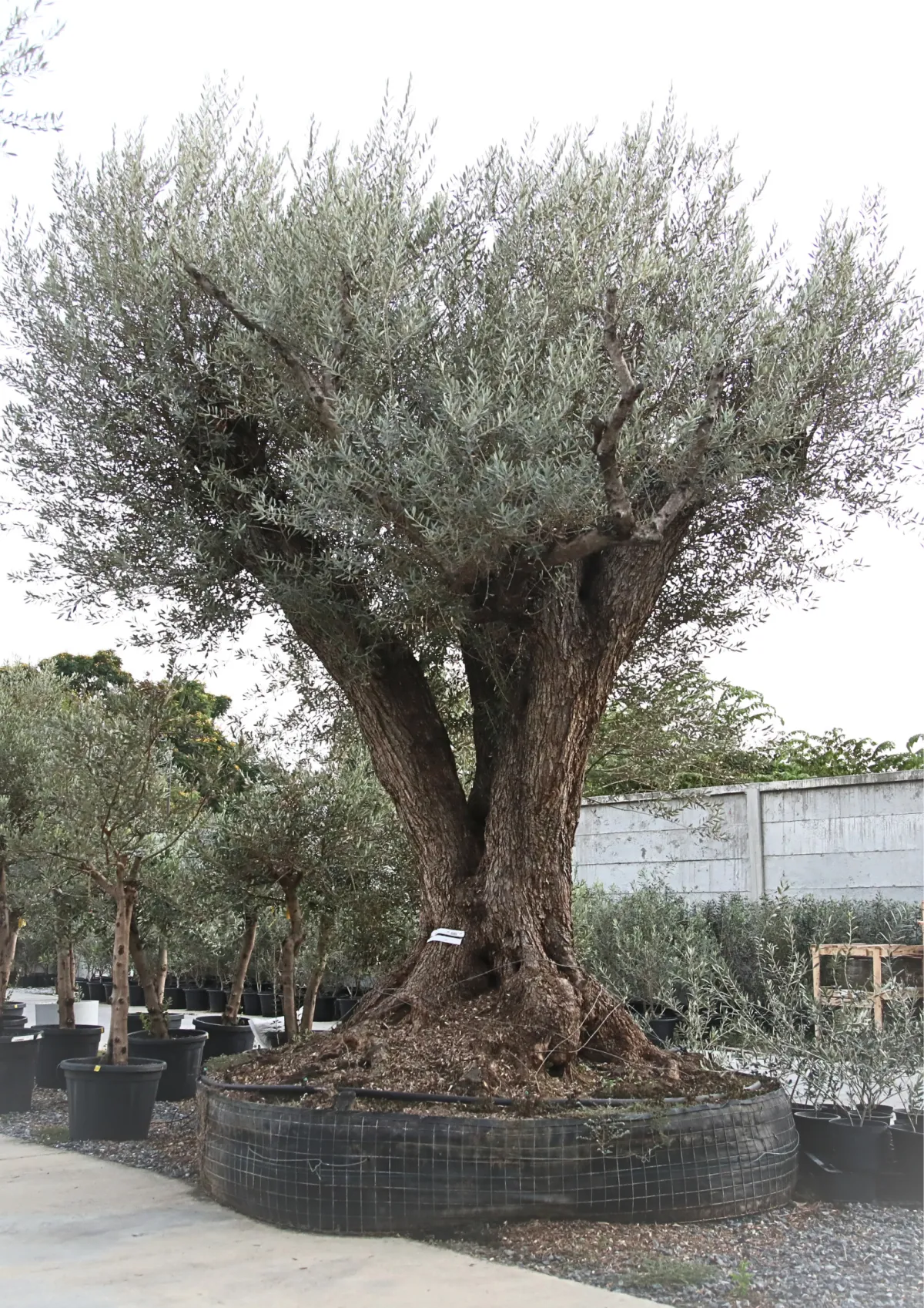 century olive tree, farga olive tree