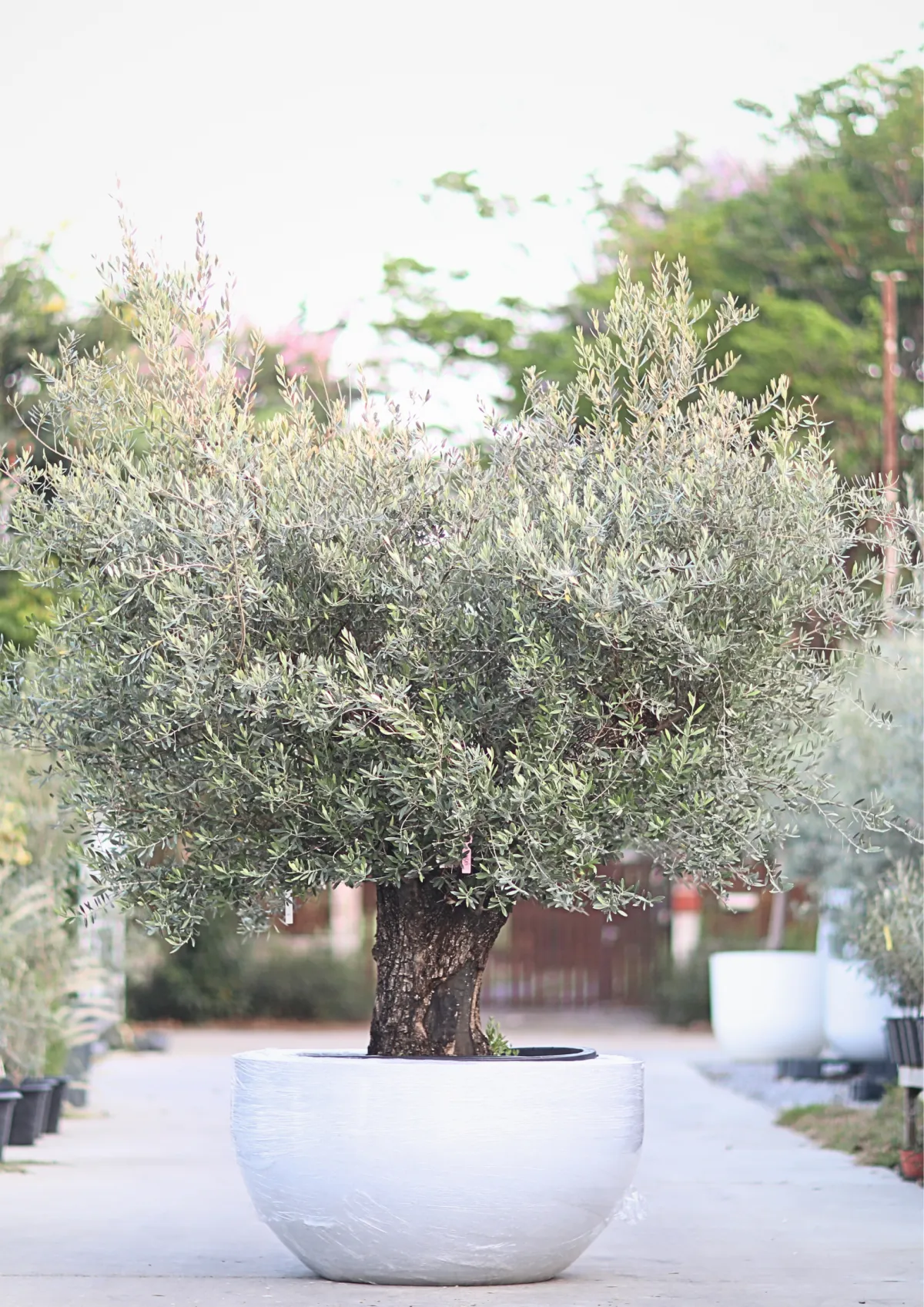 century olive tree, Hausca Olive Tree