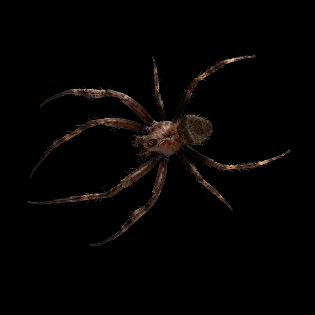 Spiders creeping in corners?  Diaz Pest Services will ensure no more webs for you!