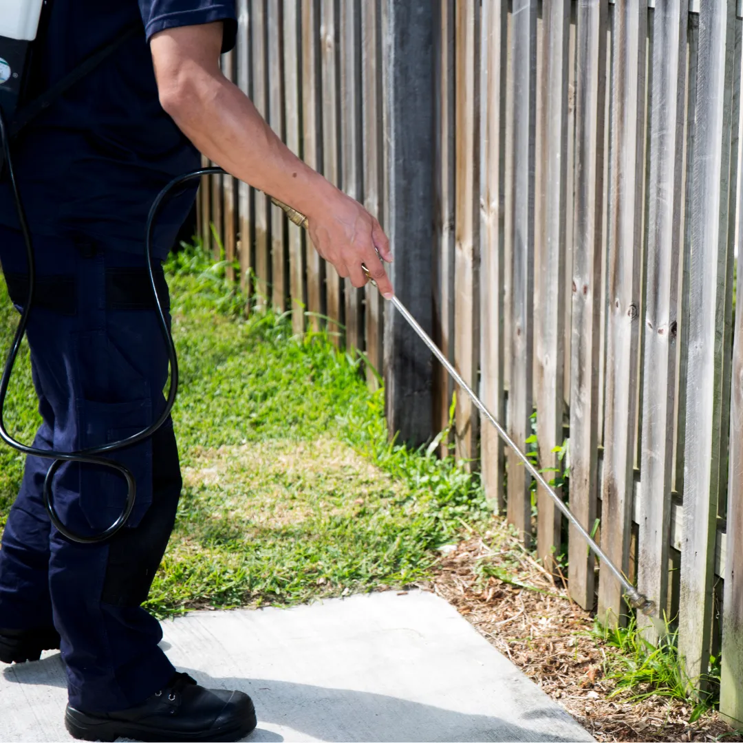 A professional pest control technician from Diaz Pest Services spraying eco-friendly treatment around a suburban home. Providing residential and commercial pest control services in he Inland Empire, includingSan Bernardino, Fontana and Rialto