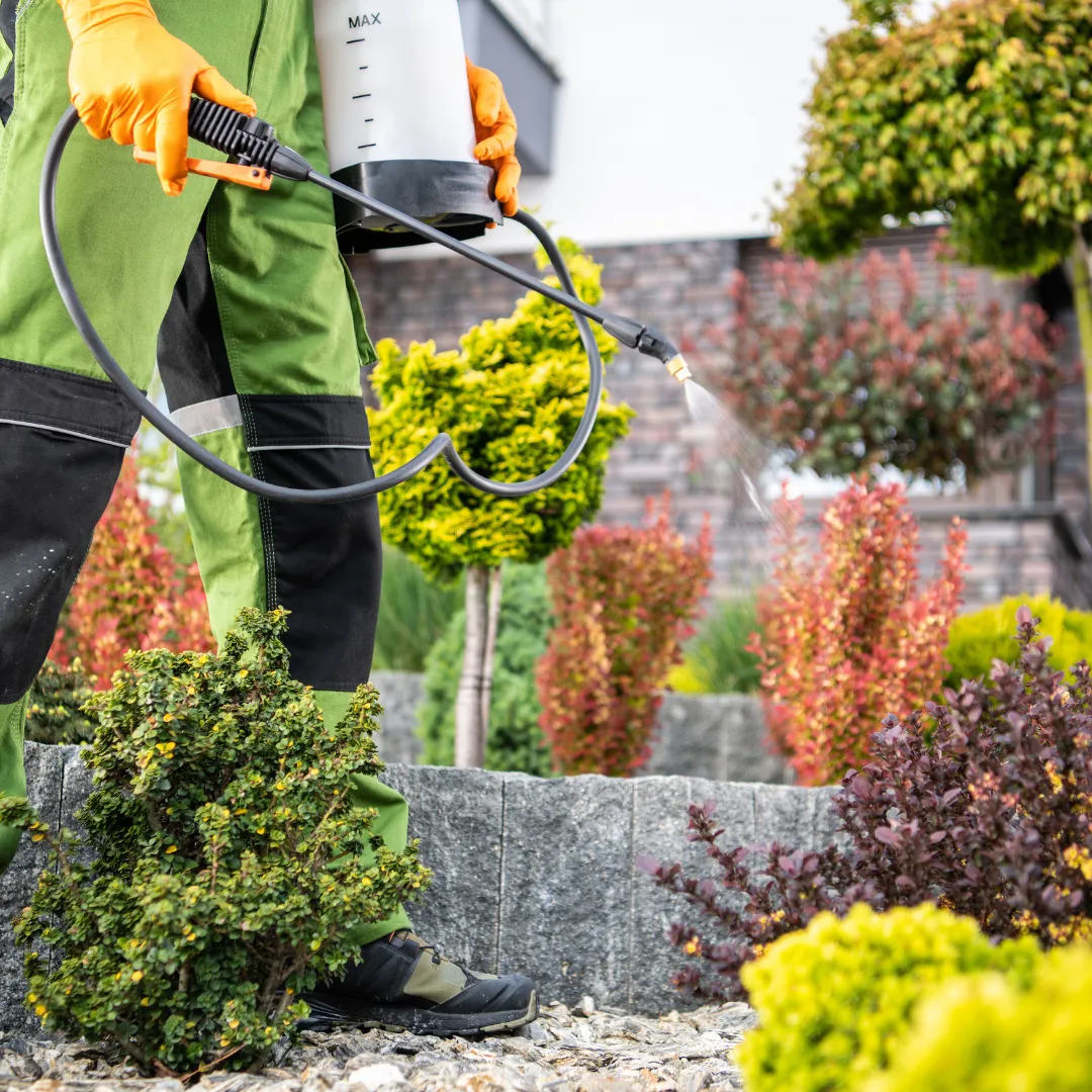 A professional pest control technician from Diaz Pest Services spraying eco-friendly treatment around a suburban home. Providing residential and commercial pest control services in he Inland Empire, includingSan Bernardino, Fontana and Rialto